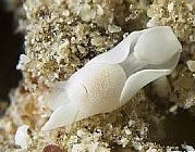 Photo:O. Lederman; See note in Sea Slug Forum